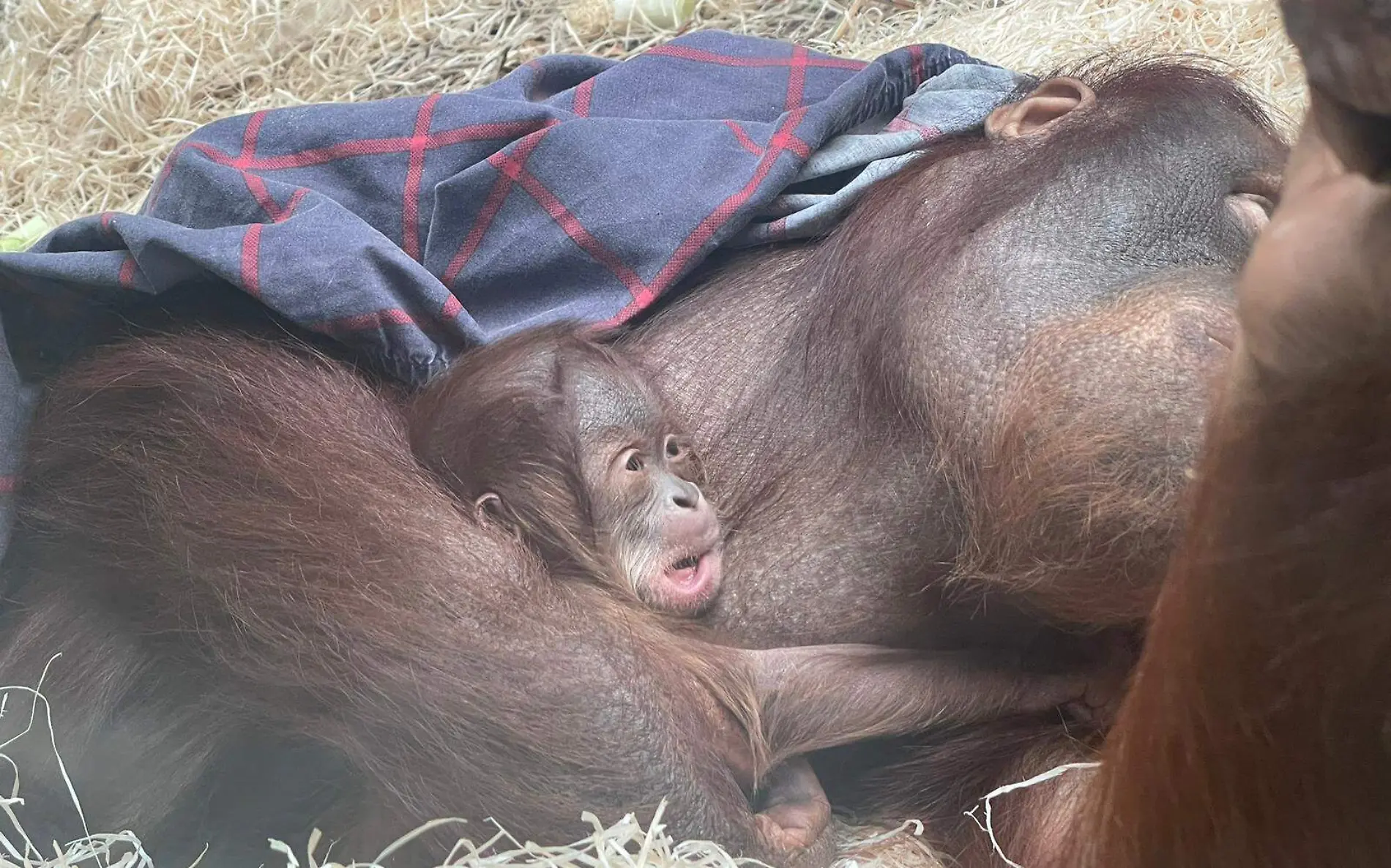 orangutan de borneo